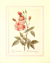 Rose mode 11